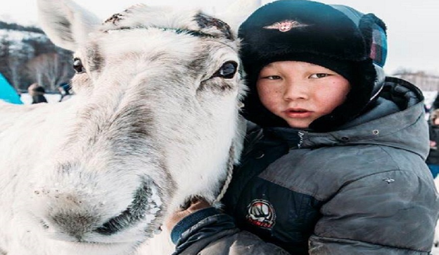 Оленеводство