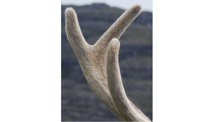 Сайтааны – обереги долганов