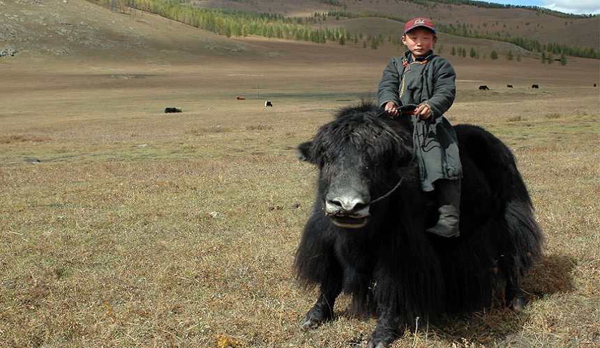 Дикие яки - наследие сойотов